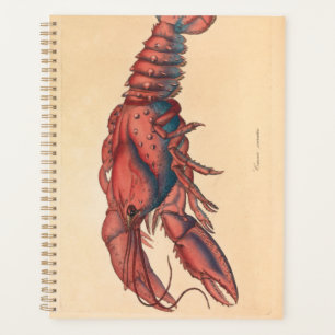 James Sowerby Homard serbé