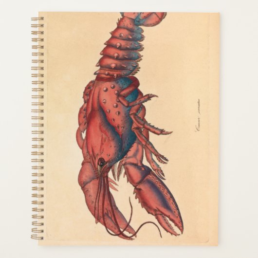 James Sowerby Homard serbé (Devant)