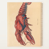 James Sowerby Homard serbé (Dos)