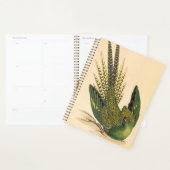 James Sowerby Parrot terrestre, Psittacus terrestr (Devant avec enveloppe)