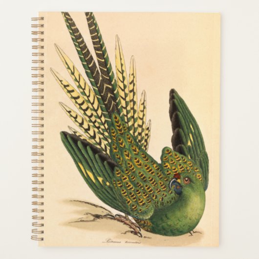 James Sowerby Parrot terrestre, Psittacus terrestr (Devant)