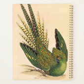 James Sowerby Parrot terrestre, Psittacus terrestr (Dos)