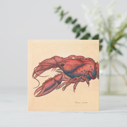 James Sowerby Serrated Lobster (Staand voorkant)