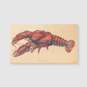 James Sowerby Serrated Lobster