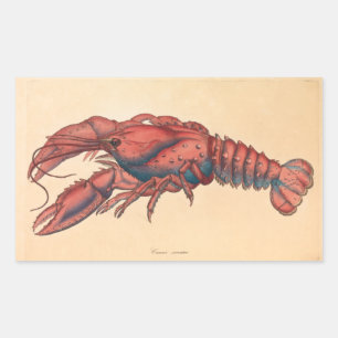 James Sowerby Serrated Lobster Rechthoekige Sticker