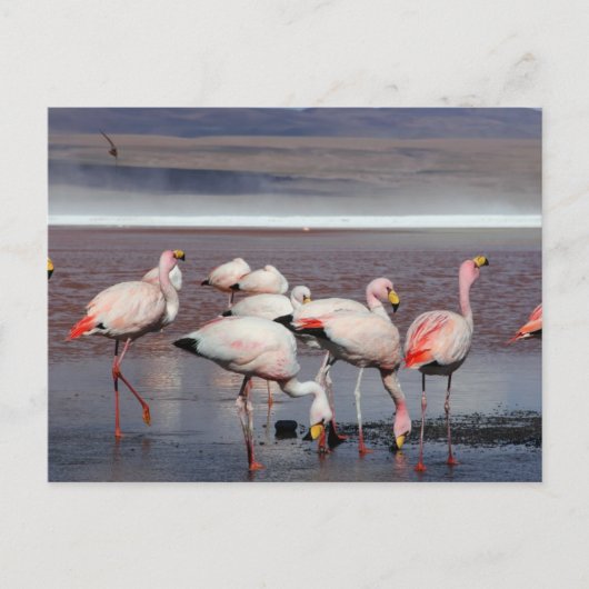 James's Flamingos Briefkaart (Voorkant)