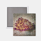 Janolus savinkini Magnet Carré (Recto/Verso)