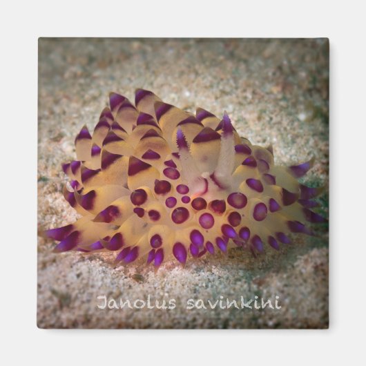 Janolus savinkini Magnet Carré (Devant)