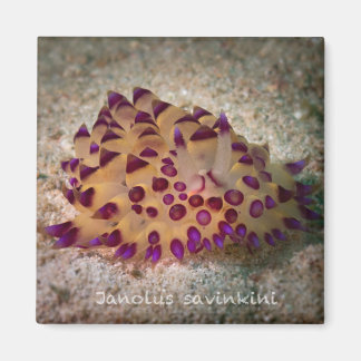 Janolus savinkini vierkante magneet