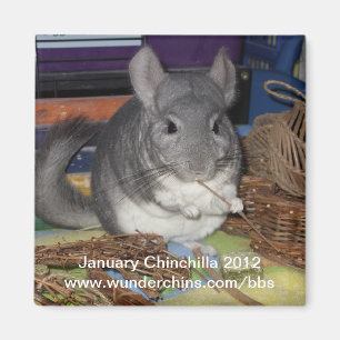 Januari chinchilla 2012 magnet magneet