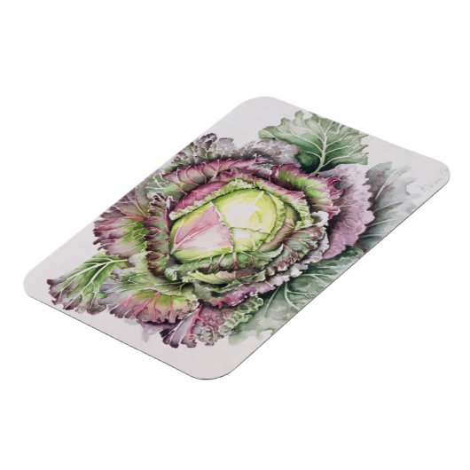 Januari King Cabbage Magneet (Linkerzijde)