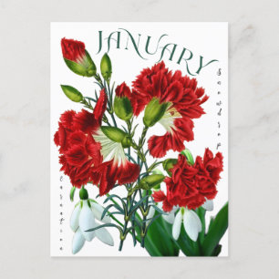 Januari Maand Bloemen Sneeuwklokje Anjer Fancy Briefkaart