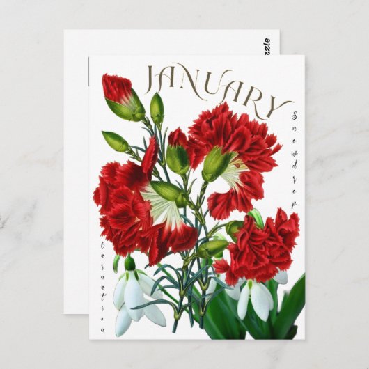 Januari Maand Sneeuwklokje Anjer Fancy Briefkaart (Voorkant / Achterkant)