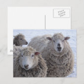 Januari Twee Schapengezichten Briefkaart (Voorkant / Achterkant)