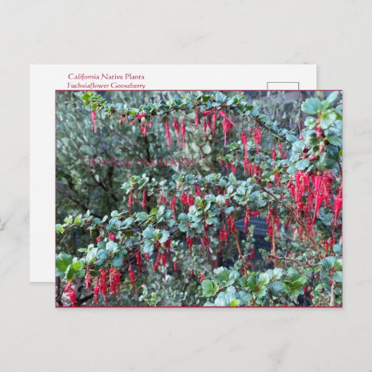 JANVIER JOYEUX ! CARTE POSTALE (Devant / Derrière)