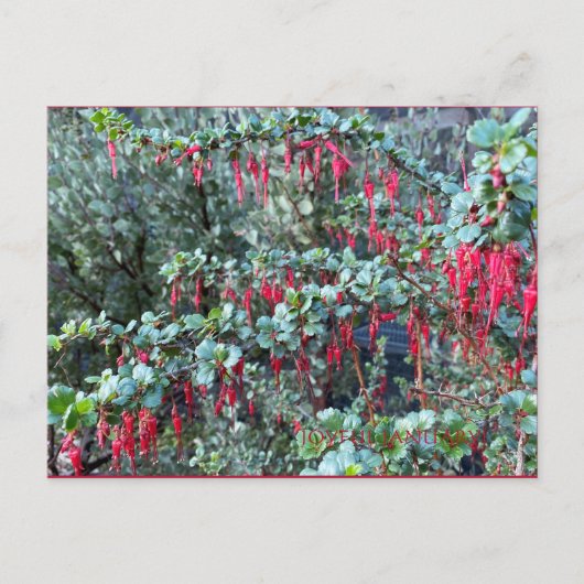 JANVIER JOYEUX ! CARTE POSTALE (Devant)