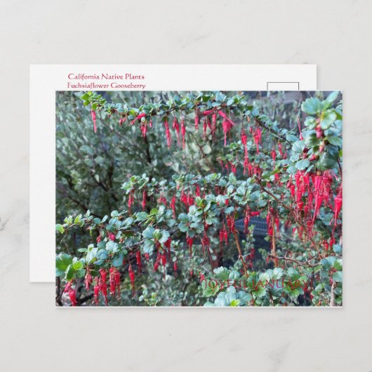 JANVIER JOYEUX ! CARTE POSTALE (Devant / Derrière)