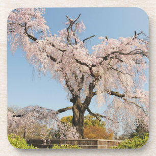 Japan, Kyoto. Treurwilg kers onder blauwe hemel Bier Onderzetter