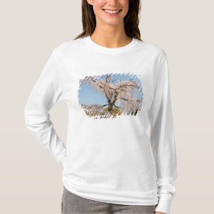 Japan, Kyoto. Treurwilg kerselaar onder blauwe luc T-shirt