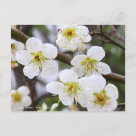 Japanese Apricot "Ryoku-gaku" [Postcard] Briefkaart