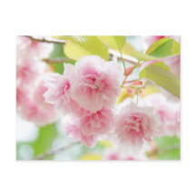 Japanese cherry blossoms