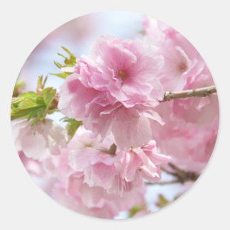 Japanese cherry blossoms ronde sticker