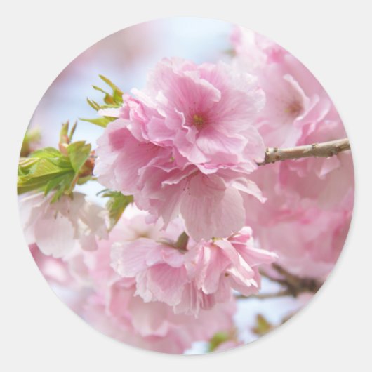 Japanese cherry blossoms ronde sticker (Voorkant)
