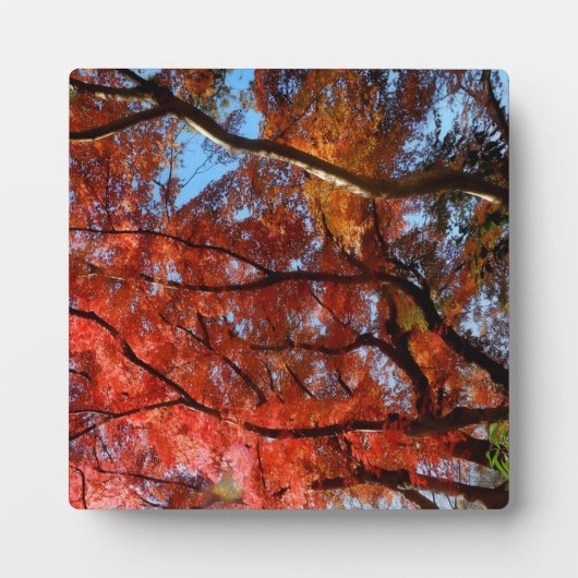 Japanese Maple Fotoplaat (Voorkant)