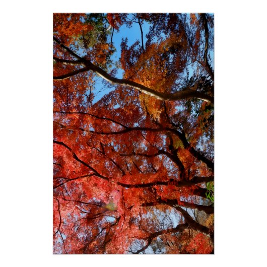Japanese Maple Perfect Poster (Voorkant)