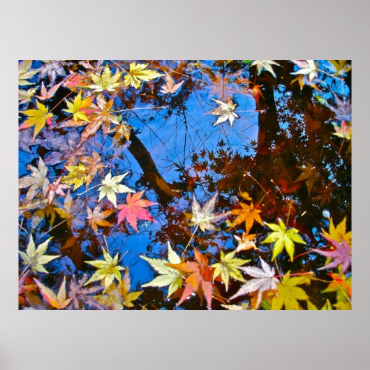 Japanese Maple Reflection Poster (Voorkant)