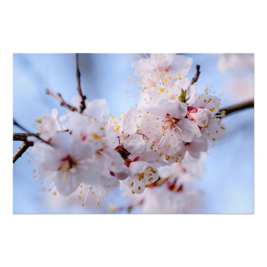 Japans Abriot Blossom Foto Afdruk (Voorkant)