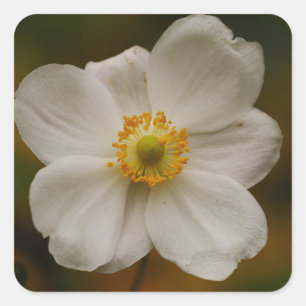 Japans Anemone Sticker