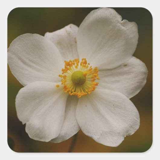 Japans Anemone Sticker (Voorkant)