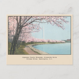 Japans Cherry Blossom Briefkaart Washington, DC