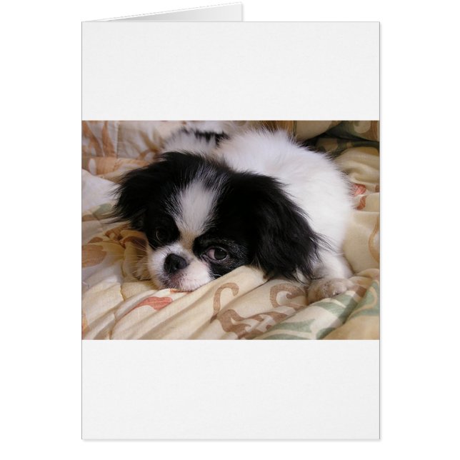 Japans_chin puppy (Voorkant)