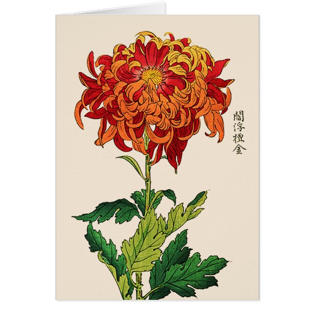  Japans Chrysanthemum. Rust en Sinaasappel (Voorkant)