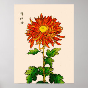  Japans Chrysanthemum. Sinaasappel en goud Poster