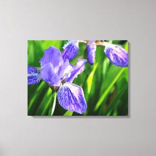 Japans Dak Iris Verpakt Canvas Afdruk