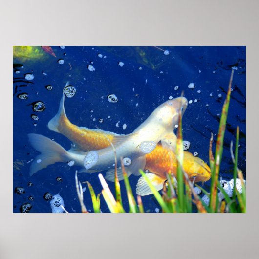 japans koi carp poster (Voorkant)