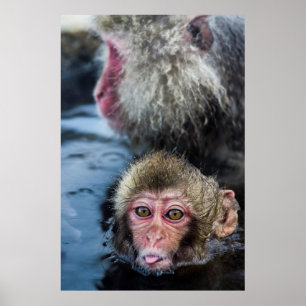 Japans Macaque Baby Poster