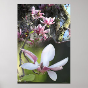 Japans Magnolia 2 Poster -40x60 - of kleiner