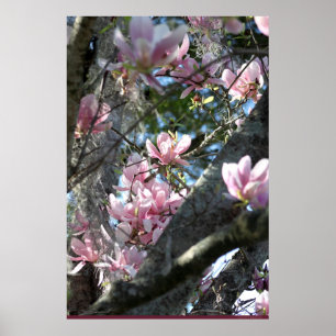 Japans Magnolia Poster -24x36 - andere grootte ook