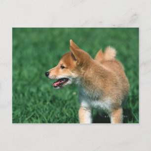 Japans Midget Shiba Briefkaart