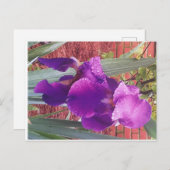 Japans Paars Iris Briefkaart (Voorkant / Achterkant)