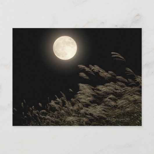 Japans pampas gras briefkaart (Voorkant)