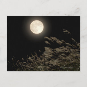 Japans pampas gras briefkaart