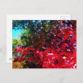 Japans roze blad in de herfst briefkaart (Voorkant / Achterkant)