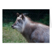 Japans Serow (Voorkant Horizontaal)
