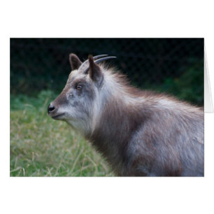 Japans Serow