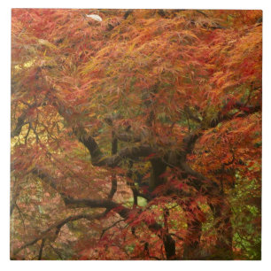 Japans voorbeeld in kleur herfst tegeltje